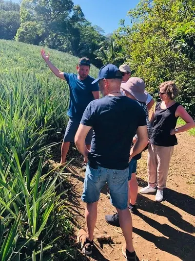 Safari Tropical Tours in Moorea - pineapple fields