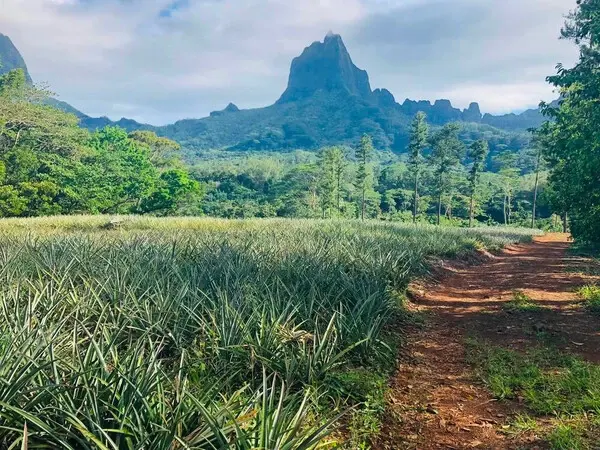 Safari Tropical Tours in Moorea - pineapple fields
